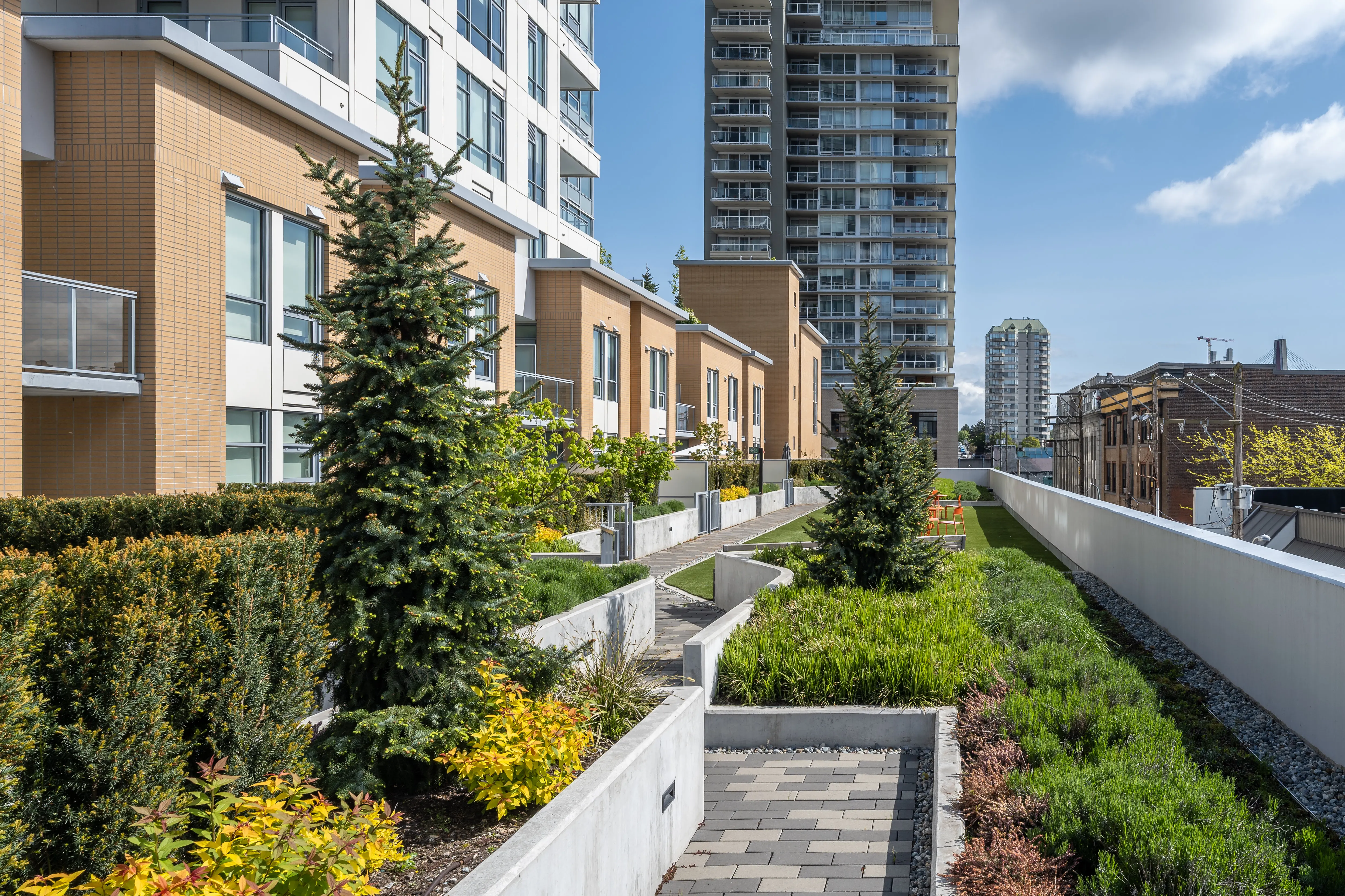 Rooftop planting beds with evergreens beside a walkway between residential buildings