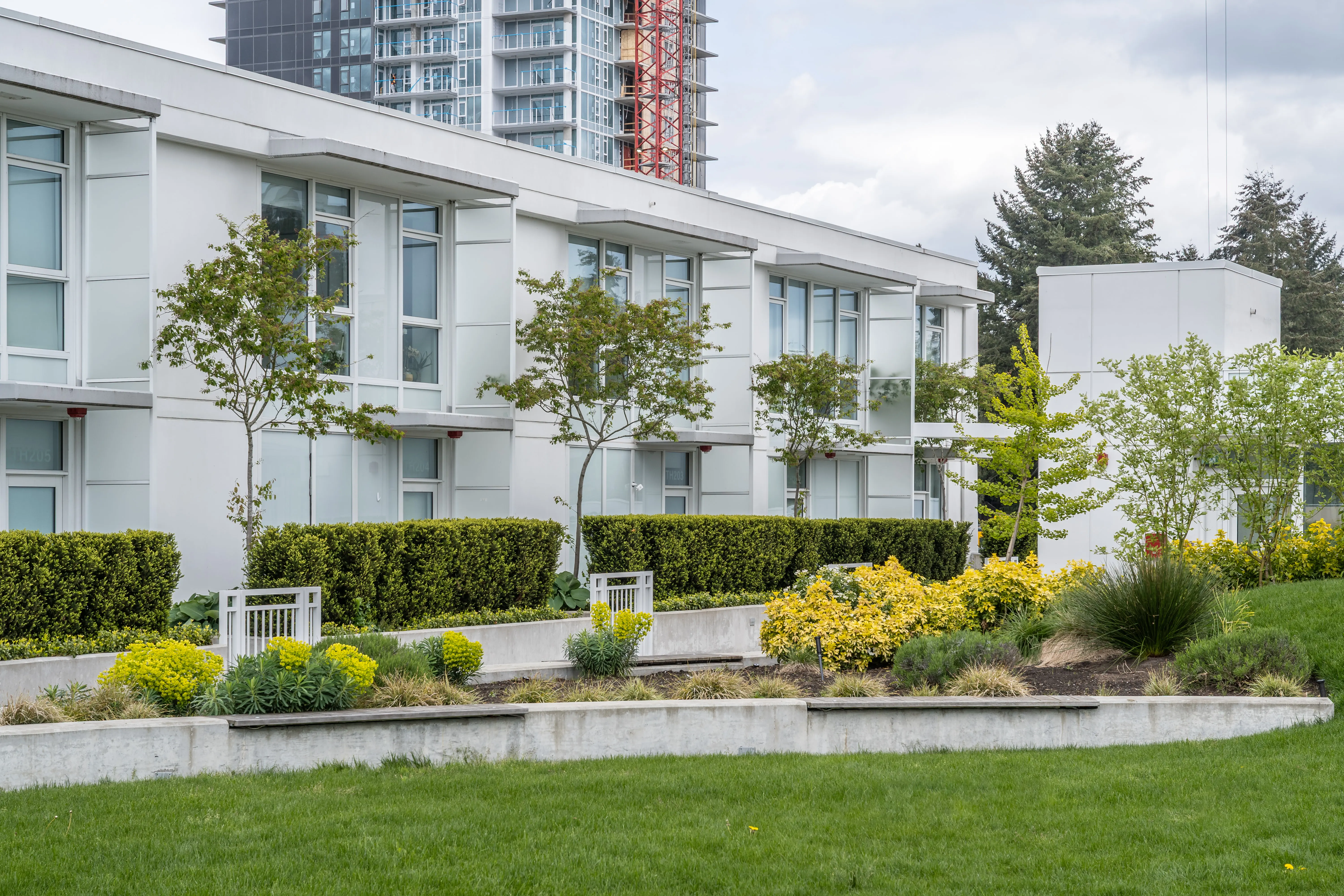 Shrub and hedge planting along a curved lawn edge at Georgetown
