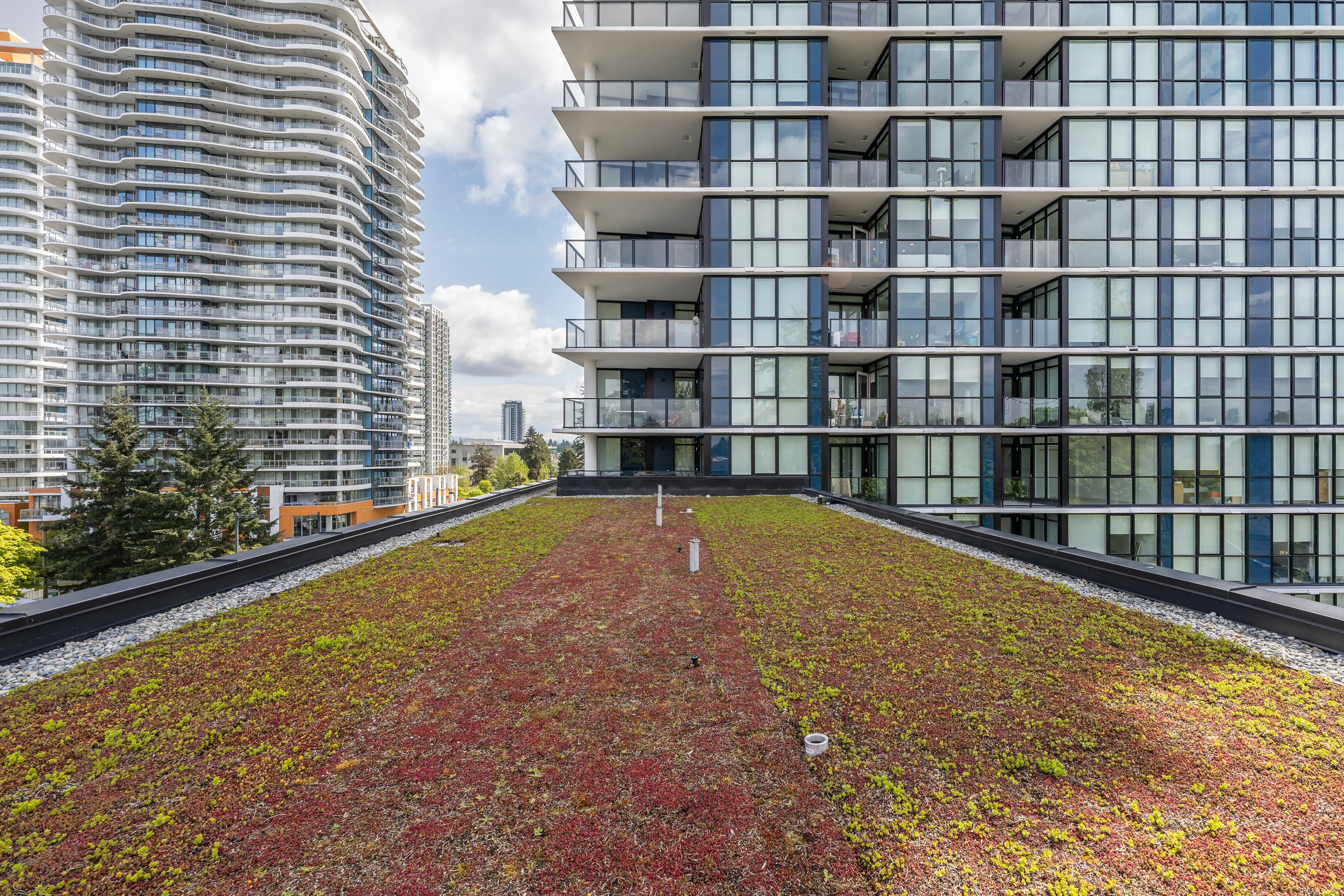 Extensive green roof planting between residential towers