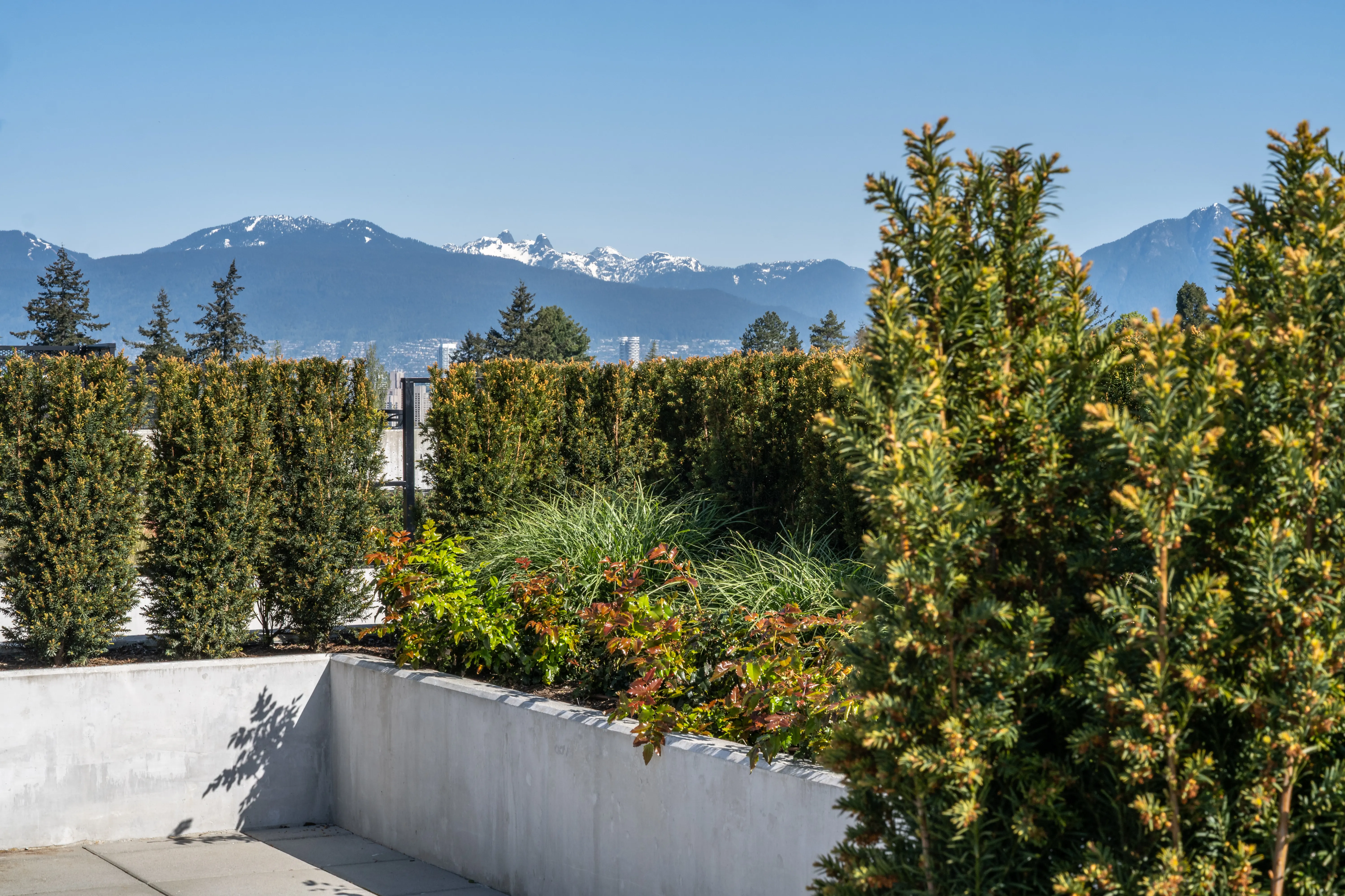 Rooftop planters with hedges and mountain views at Voyce